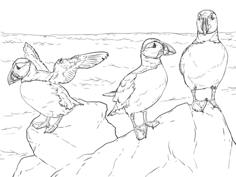 Realistic Atlantic Puffins Coloring Page